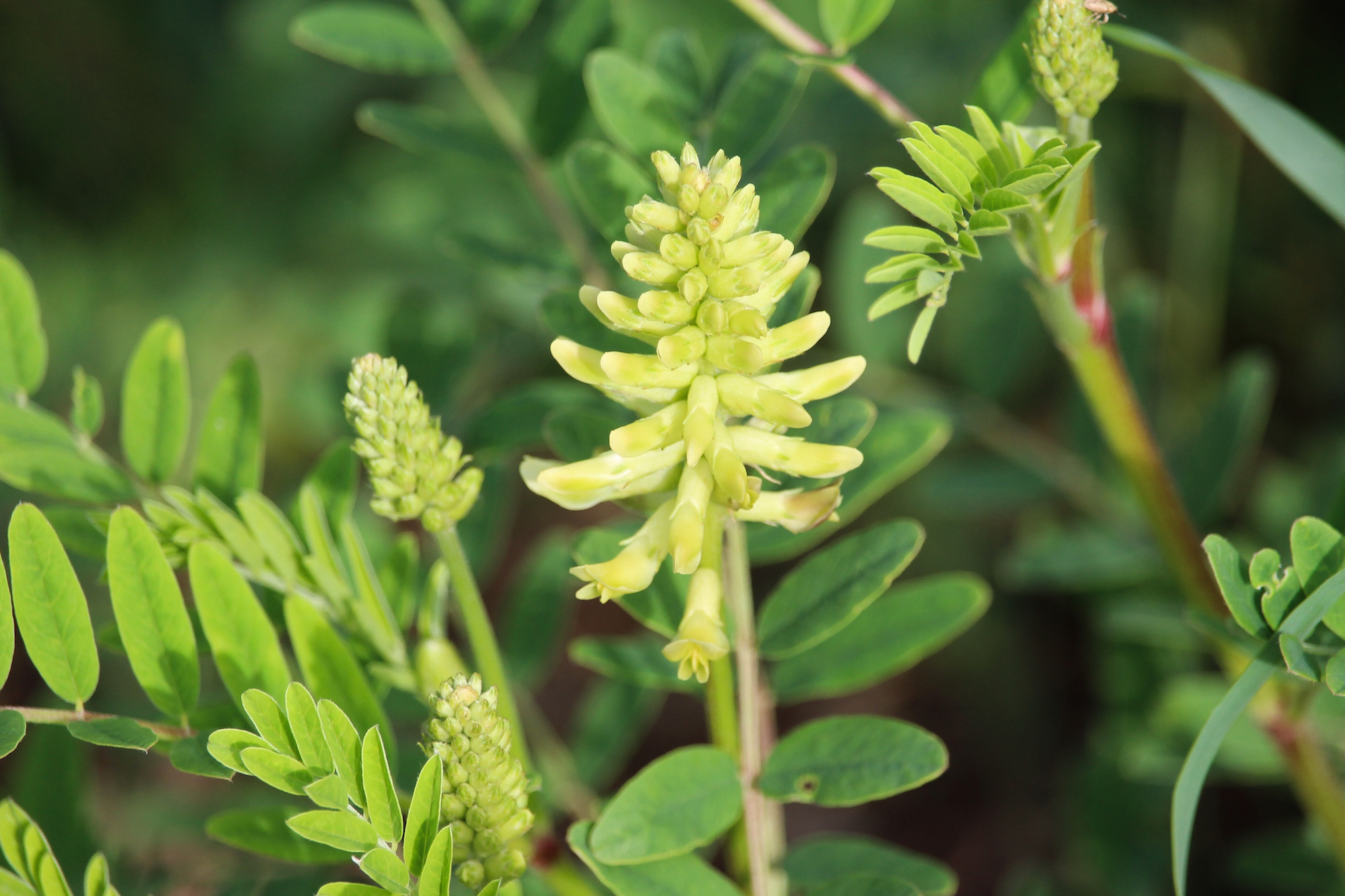 Canada Milk Vetch